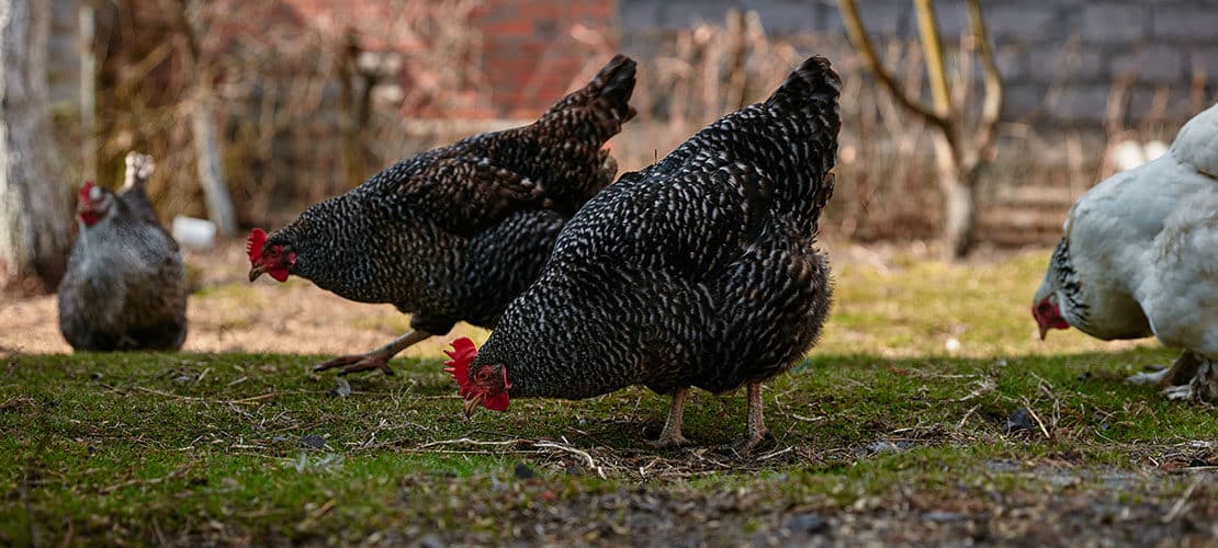 So gelingt es, Hühner im Garten artgerecht zu halten